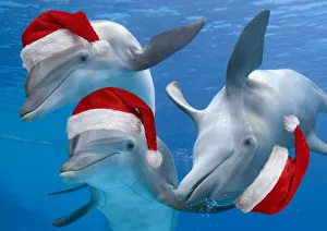 Bottlenose Dolphins, wearing Christmas hats Bottlenose Dolphins, wearing Christmas hats