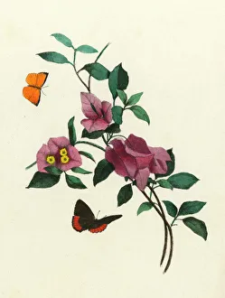 <b class=qtipBold><figcaption>Bougainvillea</figcaption></b><br>Bougainvillea spectabilis visited by butterflies Date: circa 1840<br><em>© Mary Evans Picture Library</em> Bougainvillea