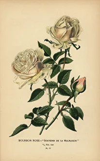 Bourbon rose, Souvenir de la Malmasion Bourbon rose, Souvenir de la Malmasion