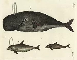 Bowhead whale, dolphin and porpoise
