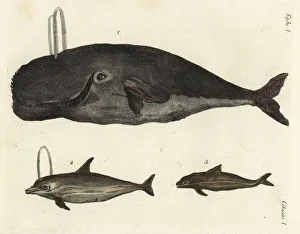 Bowhead whale, dolphin and porpoise Bowhead whale, dolphin and porpoise