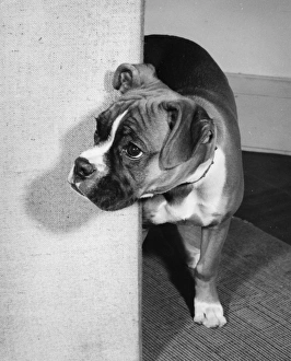 Boxer dog emerging from behind a curtain Boxer dog emerging from behind a curtain