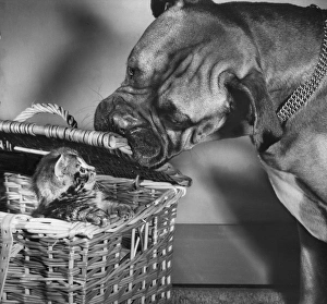 Boxer dog with tabby kitten in a basket Boxer dog with tabby kitten in a basket