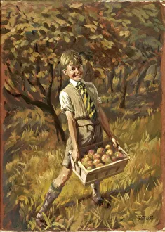 <b class=qtipBold><figcaption>Boy collecting apples</figcaption></b><br>A smiling, happy boy amongst the orchard trees, collecting the fallen shiny English apples in a wooden box. Painting by Raymond Sheppard<br><em>© Mary Evans/Raymond Sheppard Collection</em> Boy collecting apples