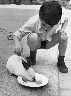 <b class=qtipBold><figcaption>Boy Feeds Rabbit C1950S</figcaption></b><br>A little boy feeds his rabbit.<br><em>© Mary Evans Picture Library/HENRY GRANT</em> Boy Feeds Rabbit C1950S