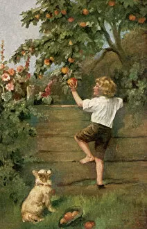 Boy Scrumping Apples