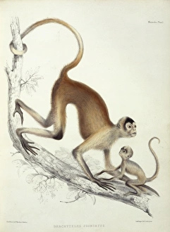 Brachyteles sp., woolly spider monkey Brachyteles sp., woolly spider monkey