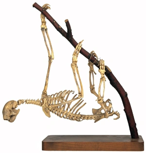 Bradypus sp., three-toed sloth Bradypus sp., three-toed sloth
