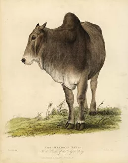 Bos indicus Gallery: Brahma breed of zebu cattle, Bos taurus indicus