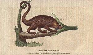 Brasilian porcupine, Coendou prehensilis Brasilian porcupine, Coendou prehensilis