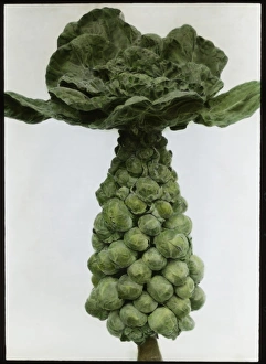 Brassica Oleracea Gemmifera (Brussels Sprouts) Brassica Oleracea Gemmifera (Brussels Sprouts)