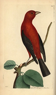 Brazilian tanager, Ramphocelus bresilius Brazilian tanager, Ramphocelus bresilius
