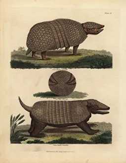 Brazilian three-banded armadillo and seven-banded armadillo Brazilian three-banded armadillo and seven-banded armadillo