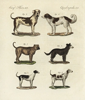 Breeds of dogs Breeds of dogs