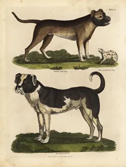 Breeds of dogs, Canis lupus familiaris Breeds of dogs, Canis lupus familiaris