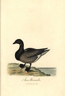 Brent Gallery: Brent goose, Branta bernicla