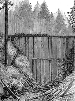 A Bridge in the Redwood Forest, California, 1884 A Bridge in the Redwood Forest, California, 1884