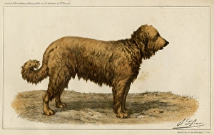 Brie Shepherd Dog at 1863 Paris dog show Brie Shepherd Dog at 1863 Paris dog show