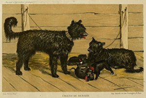 Brie Shepherd Dogs at 1865 Paris dog show Brie Shepherd Dogs at 1865 Paris dog show