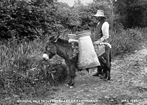 Bringing Milk to the Creamery, Co Fermanagh Bringing Milk to the Creamery, Co Fermanagh
