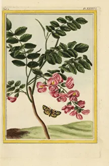 Robinia Gallery: Bristly locust tree, Robinia hispida