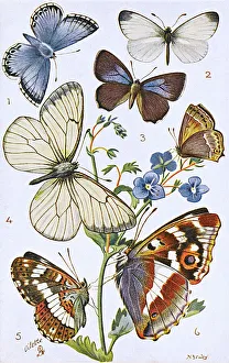 British Butterflies - Various