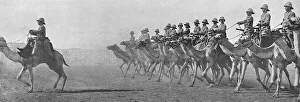 British Camel Corps in the Sudan, 1916 British Camel Corps in the Sudan, 1916