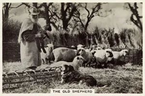 British Countryside - A 75 year-old Shepherd at Crondall British Countryside - A 75 year-old Shepherd at Crondall