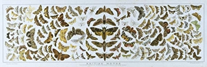 British Moths