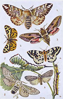 British Moths and Caterpillars - Various British Moths and Caterpillars - Various