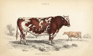 British shorthorn breed of cattle, Bos taurus British shorthorn breed of cattle, Bos taurus