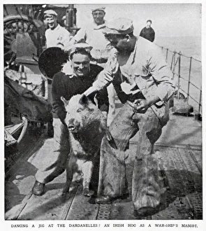 One of the British war-ships in the Dardanelles had an unusual pet, an Irish hog One of the British war-ships in the Dardanelles had an unusual pet, an Irish hog
