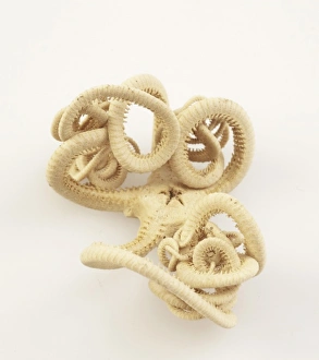 Brittle star, Astrotoma agassizii Brittle star, Astrotoma agassizii