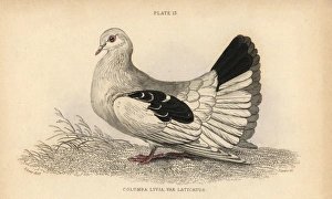Broad or fan-tailed shaker, Columba tremula Broad or fan-tailed shaker, Columba tremula