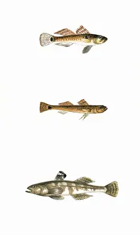 Broad-Finned, Tail-Spotted, and One-Spotted Goby Broad-Finned, Tail-Spotted, and One-Spotted Goby