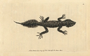 Broad-tailed gecko, Phyllurus platurus Broad-tailed gecko, Phyllurus platurus