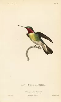 Broad Tailed Hummingbird Collection: Broad-tailed hummingbird, Selasphorus platycercus