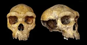 Homo Gallery: Broken Hill skull, Homo heidelbergensis