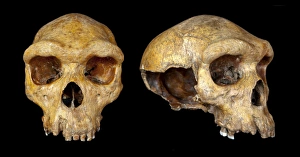 Broken Hill skull, Homo heidelbergensis Broken Hill skull, Homo heidelbergensis