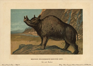 Brontops robustus, extinct genus of rhinoceros-like Brontops robustus, extinct genus of rhinoceros-like