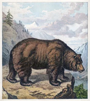 <b class=qtipBold><figcaption>Brown Bear Kronheim</figcaption></b><br>BROWN BEAR Shown on a North American cliff top<br><em>© Mary Evans Picture Library 2015 - https://copyrighthub.org/s0/hub1/creation/maryevans/MaryEvansPictureID/10050140</em> Brown Bear Kronheim