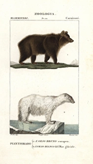 Brown bear, Ursus arctos arctos, and polar Brown bear, Ursus arctos arctos, and polar