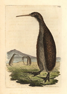 Brown kiwi, Apteryx australis Vulnerable Brown kiwi, Apteryx australis Vulnerable