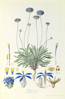 Brunonia australis, blue pincushion Brunonia australis, blue pincushion