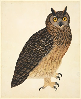 Bubo bubo bengalensis, Eurasian eagle-owl Bubo bubo bengalensis, Eurasian eagle-owl