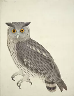 Natural History Museum Gallery: Bubo coromandus, dusky eagle owl
