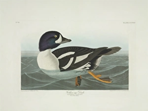 Bucephala islandica, Barrows goldeneye Bucephala islandica, Barrows goldeneye