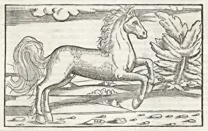 Print of Bucephalus, the horse of Alexander the Great