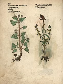 Buckwheat, Fagopyrum esculentum, and rivet