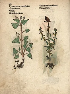Buckwheat, Fagopyrum esculentum, and rivet Buckwheat, Fagopyrum esculentum, and rivet